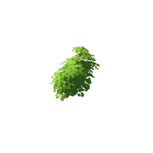 Maple Tree Green Mid 05